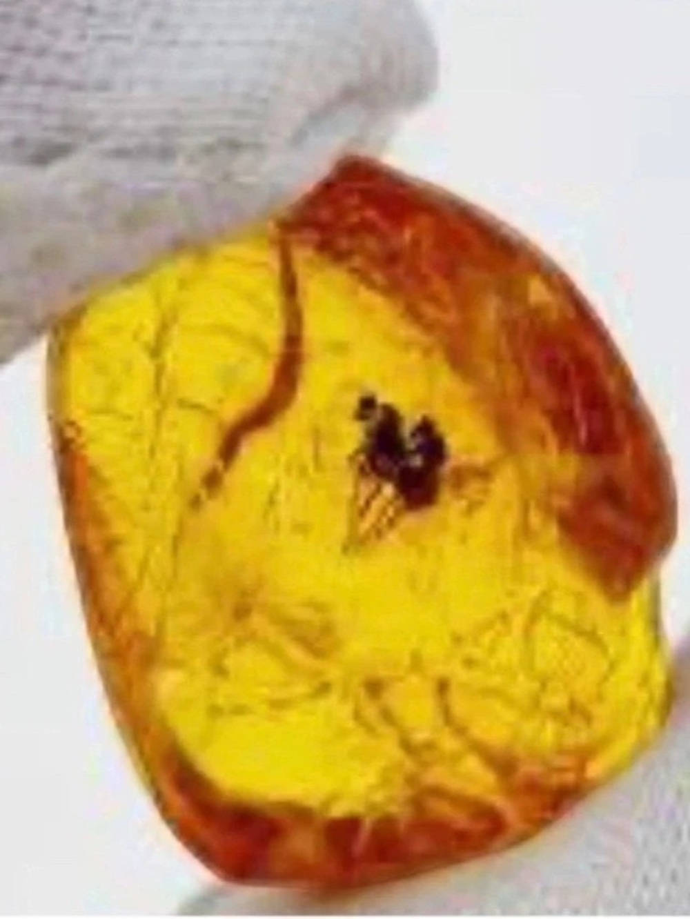 Amber Insect Inclusion Display Piece